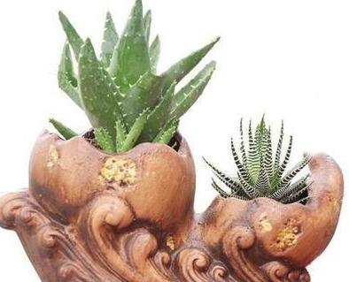 盆栽芦荟怎么浇水