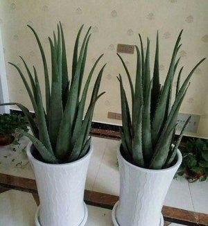 盆栽芦荟怎么浇水