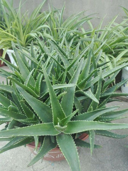 盆栽芦荟怎么浇水