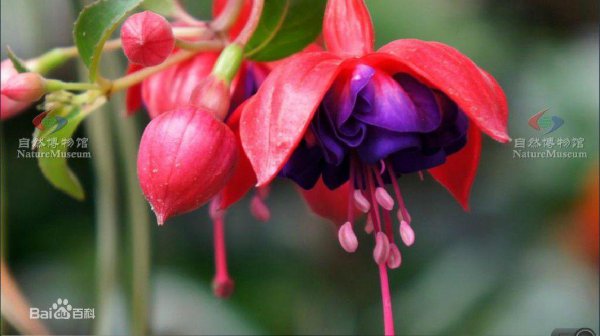 倒挂金钟花花语是什么