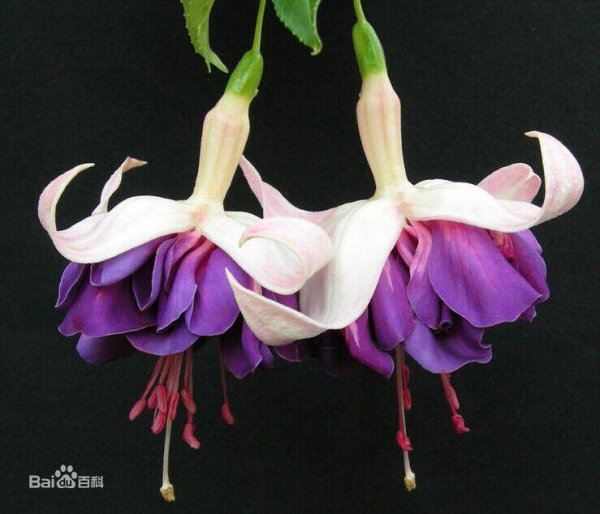 倒挂金钟花花语是什么