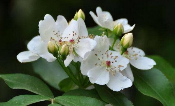 荼蘼花语是什么意思