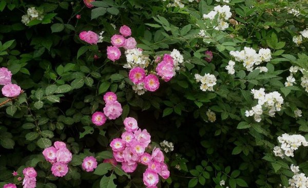 荼蘼花语是什么意思