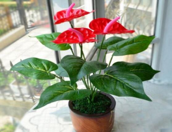 红掌的花语象征与寓意是什么