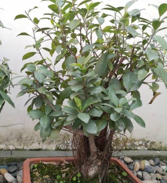 大榕树盆景怎么养比较好