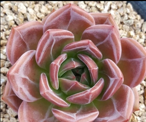 香槟多肉夏天好养吗