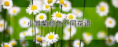 白色雏菊的寓意是什么 关于小雏菊寓意和象征