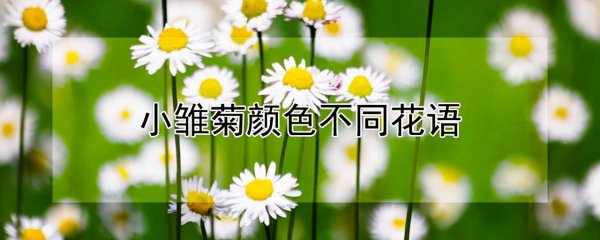 白色雏菊的寓意是什么