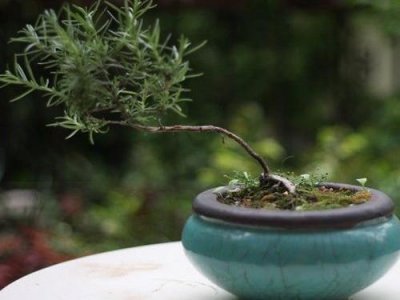 迷迭香的象征意义是是 了解迷迭香的花语寓意