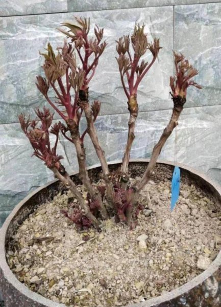 牡丹花盆栽注意事项