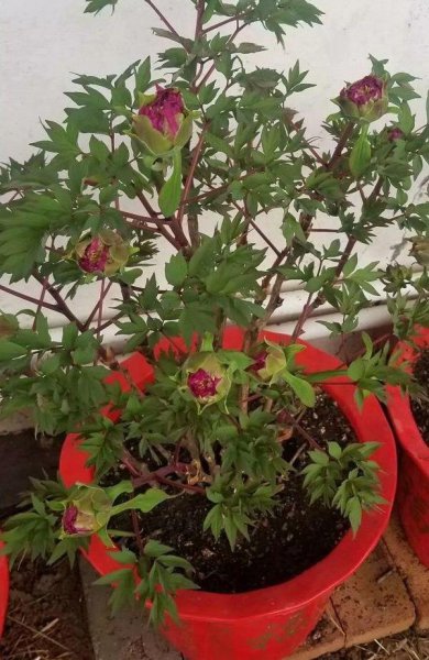 牡丹花盆栽注意事项