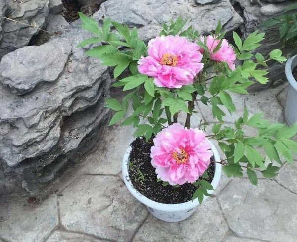 牡丹花盆栽注意事项