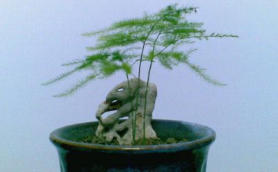 文竹的花语是什么 浅谈文竹的象征和寓意