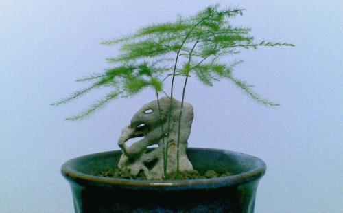 文竹的花语是什么