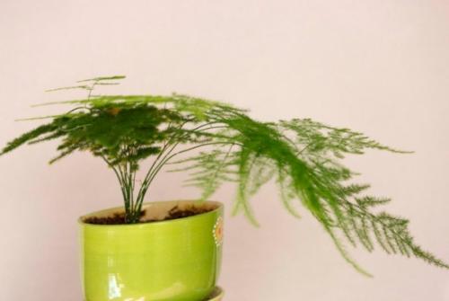 文竹的花语是什么