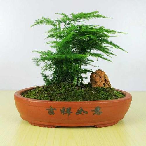 文竹的花语是什么