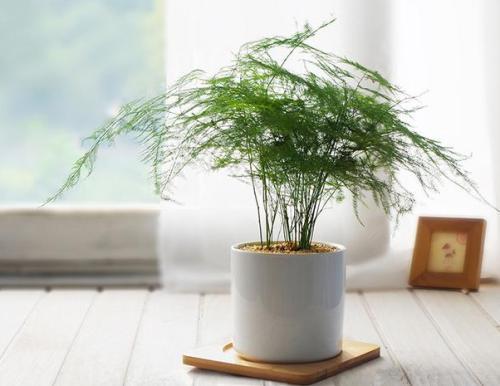 文竹的花语是什么