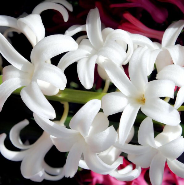 粉色风信子花的花语是什么