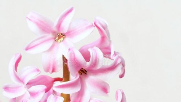 粉色风信子花的花语是什么
