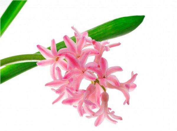 粉色风信子花的花语是什么