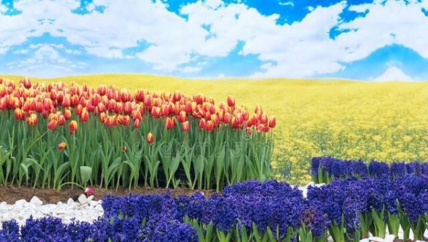 粉色风信子花的花语是什么