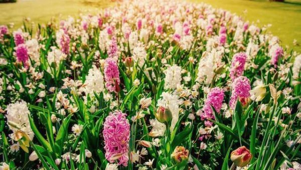 粉色风信子花的花语是什么