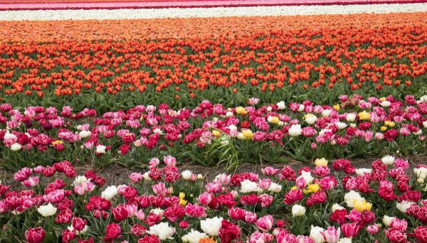 粉色风信子花的花语是什么