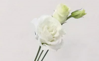 蓝色绣球洋桔?；ㄓ锸鞘裁?描述绣球花代表的意义