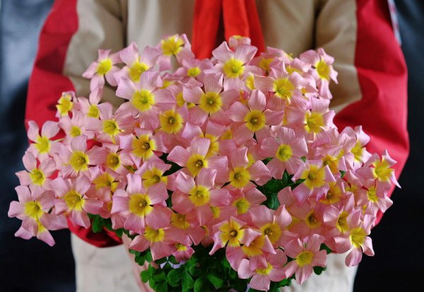 春天有哪些美丽的花朵