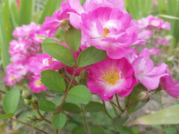 月月红的花盆栽怎么养