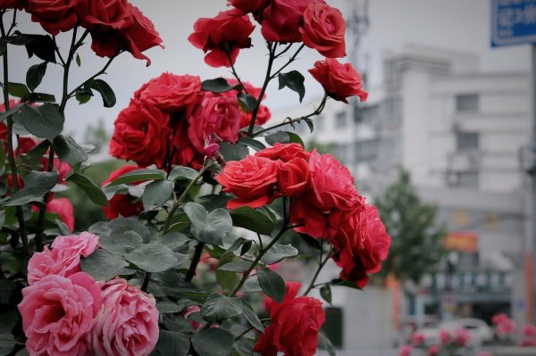 月月红的花盆栽怎么养