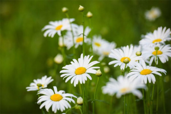 重瓣小菊花语是什么