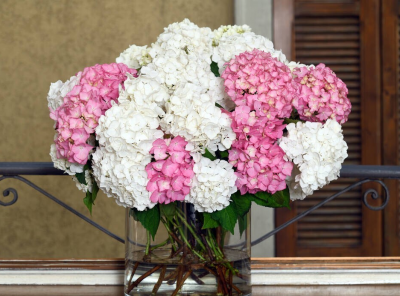 绣球花是什么花语 绣球花的象征和寓意