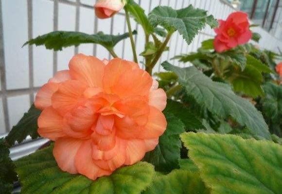 球根海棠花的寓意是什么