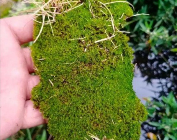 如何养苔藓盆景