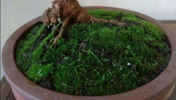 如何养苔藓盆景