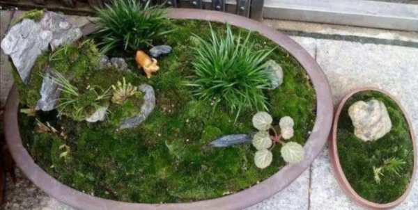 如何养苔藓盆景