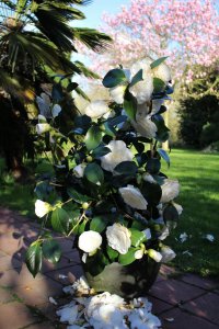 盆栽茶花怎么养 详解茶花养殖要点