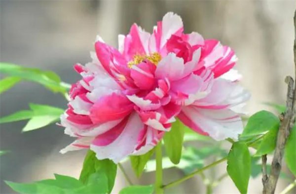 牡丹的花语和寓意
