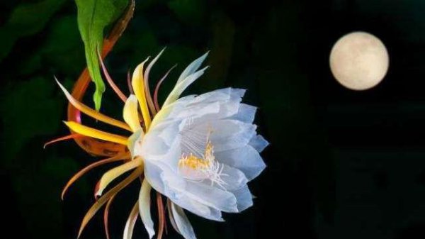 昙花的花语是什么