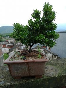 盆栽罗汉松冬季养护方法 养护罗汉松注意事项