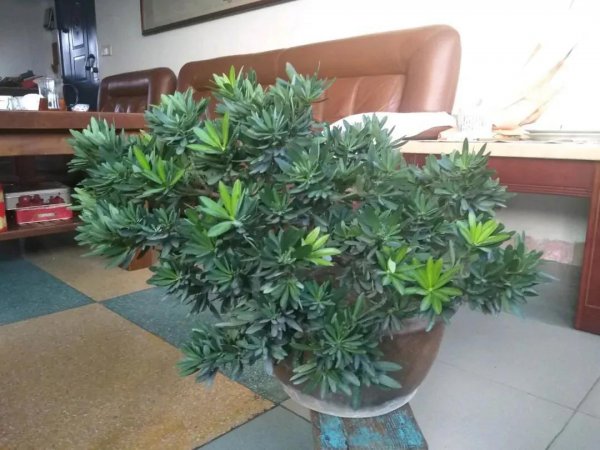 盆栽罗汉松冬季养护方法