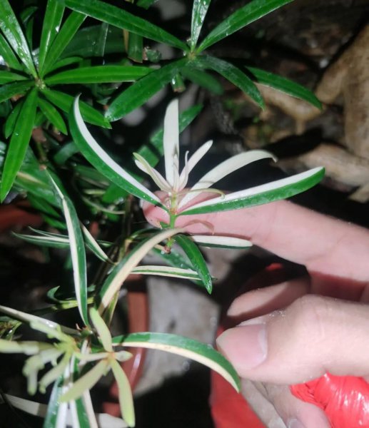 盆栽罗汉松冬季养护方法