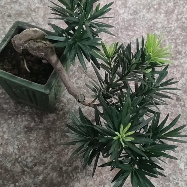 盆栽罗汉松冬季养护方法