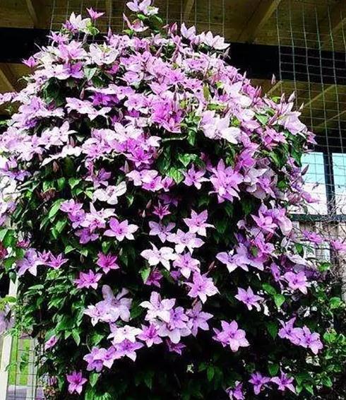 代表六月的花是什么