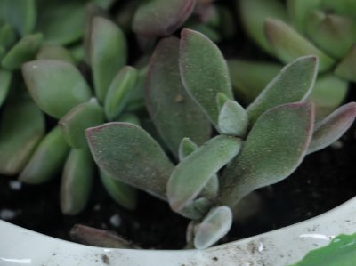 多肉植物多久浇一次水 多肉植物养护的正确方法