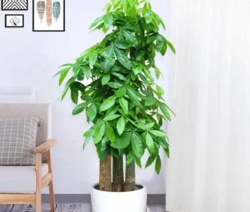 家养树类盆栽种类有哪些 适合室内的绿植大全