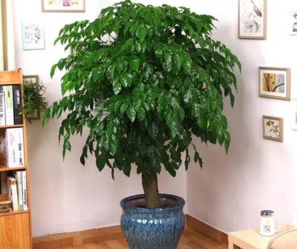 家养树类盆栽种类有哪些