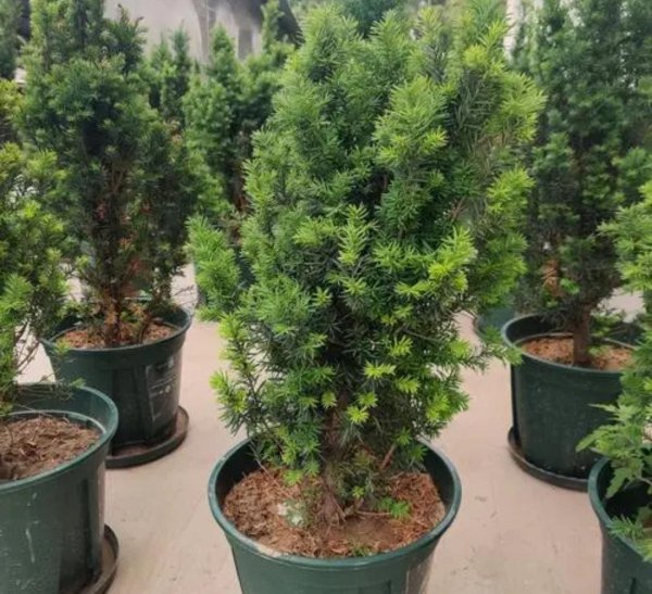 家养树类盆栽种类有哪些