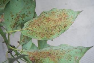 香樟树盆栽怎么种